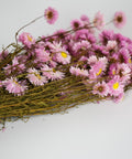A bundle of dried pink daisy flowers with yellow centers and brown stems, arranged diagonally on a plain white background.