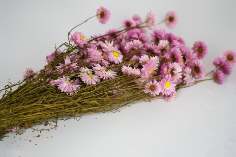 A bundle of dried pink daisy flowers with yellow centers and brown stems, arranged diagonally on a plain white background.