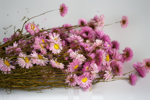 A cluster of dried pink flowers with yellow centers and brown stems, arranged on a plain white background.