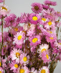 A cluster of dried pink daisy flowers with bright yellow centers and thin brown stems, photographed against a plain light gray background.