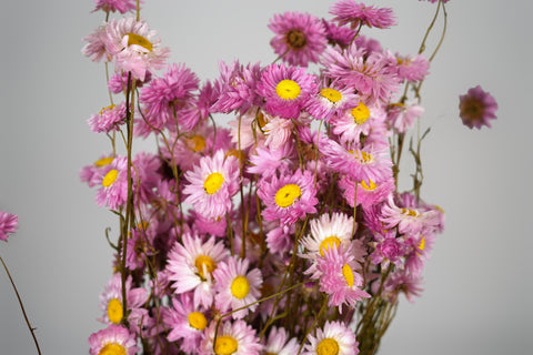 A cluster of dried pink daisy flowers with bright yellow centers and thin brown stems, photographed against a plain light gray background.