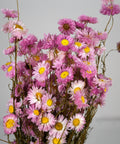 A bouquet of dried pink flowers with white petals and bright yellow centers, arranged against a plain light gray background.