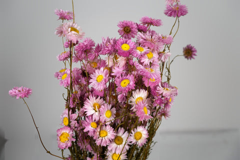 A bouquet of dried pink flowers with white petals and bright yellow centers, arranged against a plain light gray background.