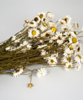 A bundle of dried white chamomile flowers with yellow centers and brown stems, arranged diagonally on a light gray background.