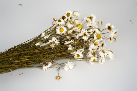 A bundle of dried white chamomile flowers with yellow centers and brown stems, arranged diagonally on a light gray background.