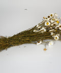 A small bunch of dried white daisies with yellow centers and brown stems, arranged horizontally on a plain white background.
