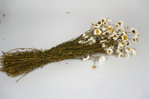 A small bunch of dried white daisies with yellow centers and brown stems, arranged horizontally on a plain white background.