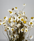 A bouquet of dried white daisies with yellow centers and brown stems, arranged against a plain light gray background.