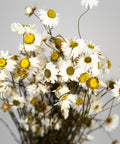 A cluster of dried white daisies with yellow centers and dark brown stems, arranged against a plain light gray background.