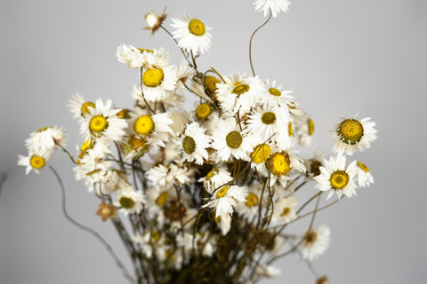 A cluster of dried white daisies with yellow centers and dark brown stems, arranged against a plain light gray background.