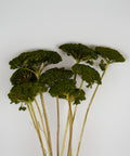 A cluster of dried green umbelliferous flowers with long tan stems, arranged against a plain light gray background.