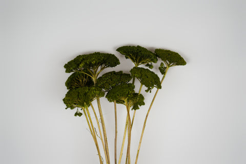 A cluster of dried green umbelliferous flowers with long tan stems, arranged against a plain light gray background.