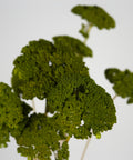 A dried green botanical specimen with textured, leafy clusters on a light gray background.