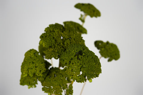 A dried green botanical specimen with textured, leafy clusters on a light gray background.