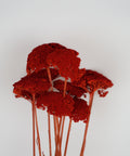 A cluster of dried red decorative grasses with textured, fluffy flower heads and long reddish-brown stems, set against a plain light gray background.
