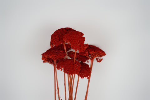A cluster of dried red decorative grasses with textured, fluffy flower heads and long reddish-brown stems, set against a plain light gray background.