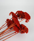 A bouquet of dried red amaryllis with long reddish-brown stems, arranged on a clean white background.