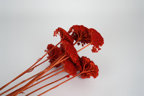 A bouquet of dried red amaryllis with long reddish-brown stems, arranged on a clean white background.