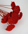 Bright red dried flower stems with textured, fluffy blooms on a plain white background.