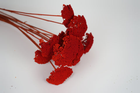 Bright red dried flower stems with textured, fluffy blooms on a plain white background.