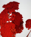 Bright red ornamental flowers with dense textured clusters on thin stems, photographed against a plain light gray background.