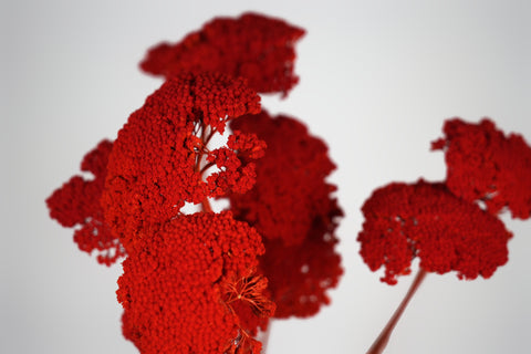 Bright red ornamental flowers with dense textured clusters on thin stems, photographed against a plain light gray background.