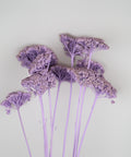 A cluster of dried flowers with purple umbels and pale purple stems, arranged against a plain light gray background.