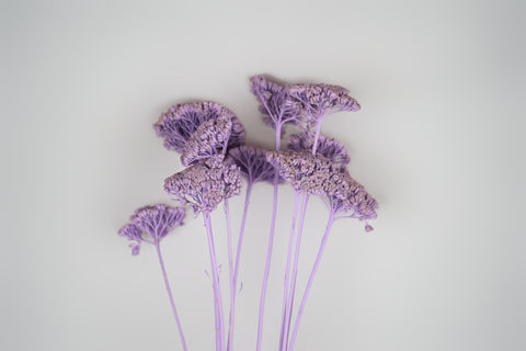 A cluster of dried flowers with purple umbels and pale purple stems, arranged against a plain light gray background.