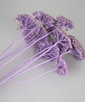 A cluster of dried flowers with delicate purple-blue fronds and long pale lavender stems, arranged on a plain light gray background.