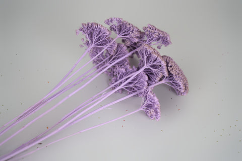 A cluster of dried flowers with delicate purple-blue fronds and long pale lavender stems, arranged on a plain light gray background.
