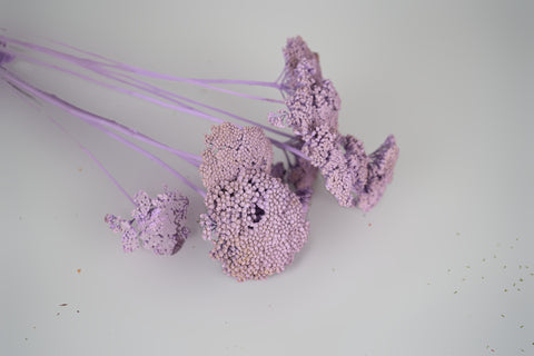 A close-up of dried flowers with delicate purple-blue flower heads and long stems, arranged on a plain light background.