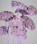 A close-up studio shot of dried lavender-purple flowers with clustered, textured blooms on slender stems against a plain light gray background.