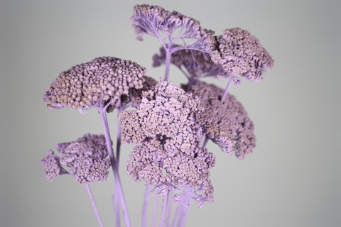 A close-up studio shot of dried lavender-purple flowers with clustered, textured blooms on slender stems against a plain light gray background.