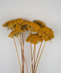 A cluster of dried yellow-gold flowers on long tan stems, photographed against a plain light gray background.