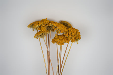 A cluster of dried yellow-gold flowers on long tan stems, photographed against a plain light gray background.