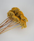 A small bunch of dried yellow flowers with long tan stems, photographed on a plain light gray background.