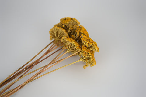 A small bunch of dried yellow flowers with long tan stems, photographed on a plain light gray background.