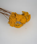A dried yellow flower head with brown stems, photographed on a plain light gray background.