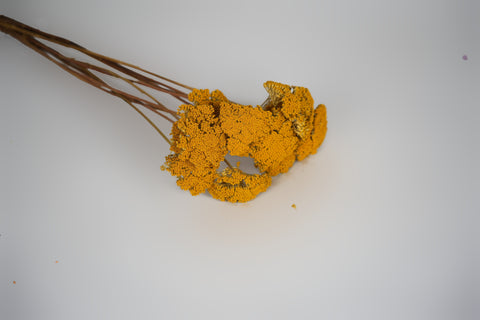 A dried yellow flower head with brown stems, photographed on a plain light gray background.