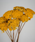 A cluster of dried yellow yarrow flowers with brown stems, photographed against a neutral light gray background.