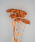 A cluster of dried decorative grasses or ornamental plant stems in a warm rust-orange color, arranged against a plain light gray background.