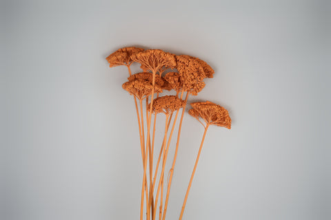 A cluster of dried decorative grasses or ornamental plant stems in a warm rust-orange color, arranged against a plain light gray background.