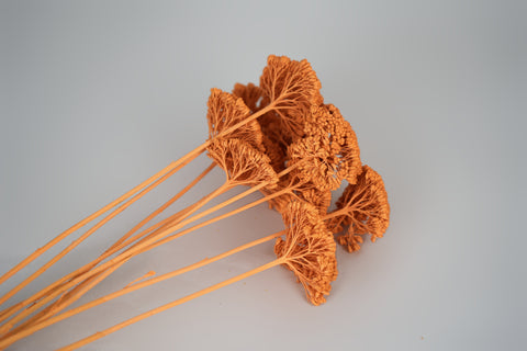 A cluster of dried orange ornamental grasses with long, slender stems, arranged on a light gray background.