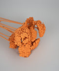 Bright orange dried flower stems with textured, clustered blooms on a plain light gray background.
