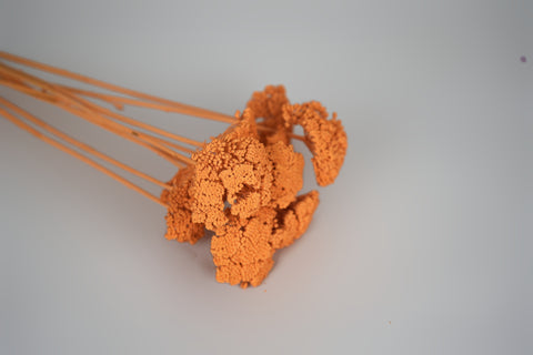 Bright orange dried flower stems with textured, clustered blooms on a plain light gray background.