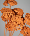 Orange dried decorative plant stems with clustered, textured flower heads, photographed against a smooth light gray studio background.