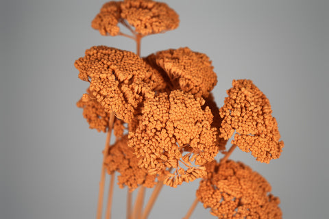 Orange dried decorative plant stems with clustered, textured flower heads, photographed against a smooth light gray studio background.