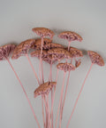 A cluster of dried pink flowers with textured, fan-shaped heads and long pink stems, arranged against a plain light gray background.