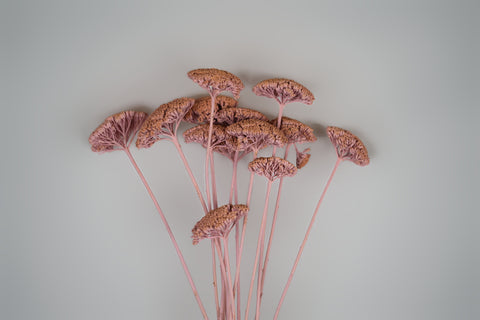 A cluster of dried pink flowers with textured, fan-shaped heads and long pink stems, arranged against a plain light gray background.