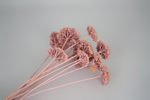 A bouquet of dried decorative flowers with delicate pink stems and clustered round, textured blooms, arranged on a plain light gray background.